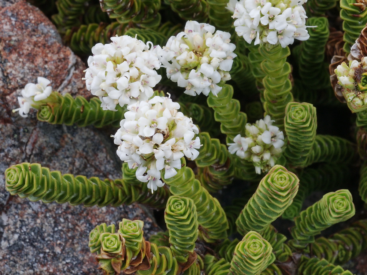 Re: Hebe ID needed | Forum topic | North American Rock Garden Society